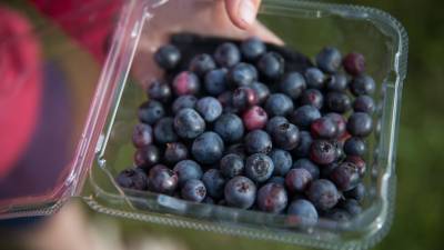 Ar&aacute;ndanos ecuatorianos entran a competir en el mercado internacional