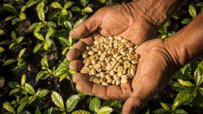 “Estamos viviendo una crisis de producción de café” mencionan expertos del sector “Estamos viviendo una crisis de producción de café” mencionan expertos del sector