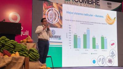 Cumbre de banano y cacao se realizará en Guayaquil Cumbre de banano y cacao se realizará en Guayaquil