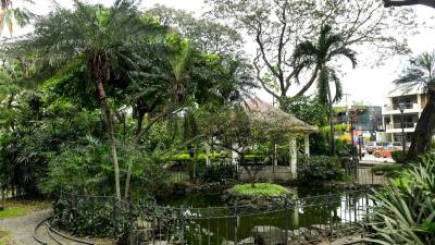 353 árboles fueron declarados como patrimonio de Guayaquil y serán parte de la primera ruta ecoturística 353 árboles fueron declarados como patrimonio de Guayaquil y serán parte de la primera ruta ecoturística