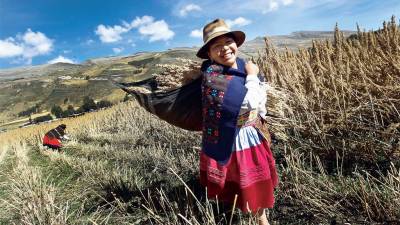 Países andinos incrementan en 51% el rendimiento de sus cultivos nativos Países andinos incrementan en 51% el rendimiento de sus cultivos nativos