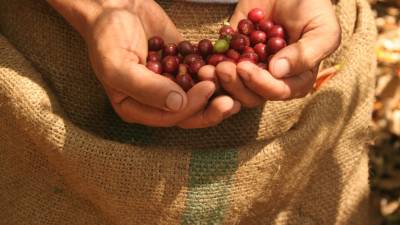 Ecuador aspira a extender su caf&eacute; en China