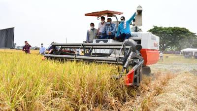 Dos nuevas variedades de arroz se producir&aacute;n en el pa&iacute;s