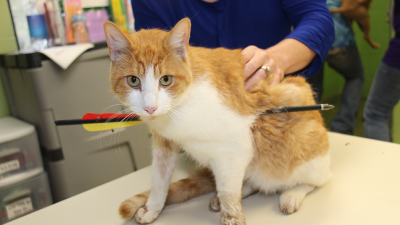 El gato que sobrevivió a un disparo de ballesta El gato que sobrevivió a un disparo de ballesta