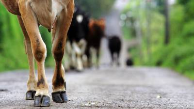 La excesiva producción de carne de res y su impacto en el calentamiento global preocupa a científicos La excesiva producción de carne de res y su impacto en el calentamiento global preocupa a científicos