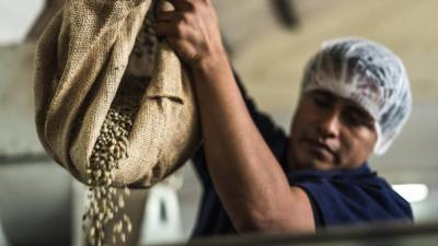 Las exportaciones de café aumentaron en época de encierro Las exportaciones de café aumentaron en época de encierro