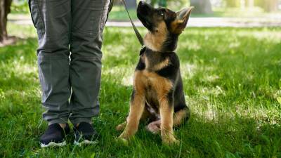 Curso gratuito de adiestramiento canino de la Polic&iacute;a: conoce los requisitos 