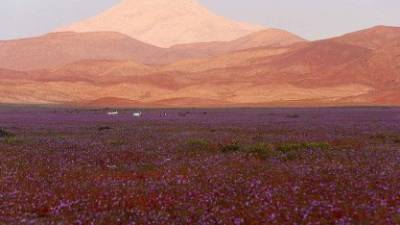 Florece el desierto de Atacama Florece el desierto de Atacama