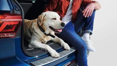 Así puede viajar tu mascota de forma segura en auto Así puede viajar tu mascota de forma segura en auto