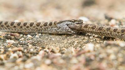 Científicos descubren canibalismo entre reptiles de Galápagos Científicos descubren canibalismo entre reptiles de Galápagos