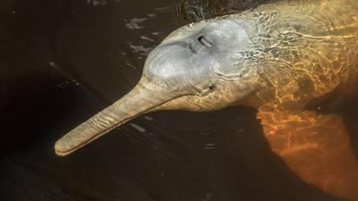 Acción conjunta entre países sudamericanos y asiáticos para proteger a los delfines de río Acción conjunta entre países sudamericanos y asiáticos para proteger a los delfines de río