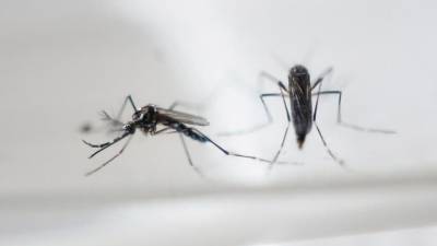 OPS: Zika podría afectar a entre 3 y 4 millones de personas OPS: Zika podría afectar a entre 3 y 4 millones de personas
