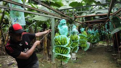 Sector bananero de Los R&iacute;os implementa proyecto para proteger 70.000 hect&aacute;reas de la plaga del Moko y Fusarium Raza 4