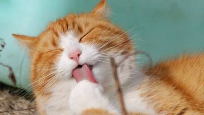 ¿Alérgico a los gatos?, científicos podrían tener la cura ¿Alérgico a los gatos?, científicos podrían tener la cura