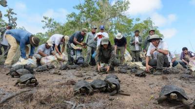 Liberan en Galápagos a 190 tortugas gigantes criadas en cautiverio Liberan en Galápagos a 190 tortugas gigantes criadas en cautiverio