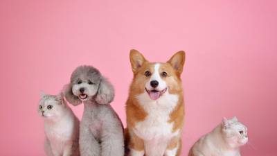 Aumenta la esperanza de vida de las mascotas Aumenta la esperanza de vida de las mascotas