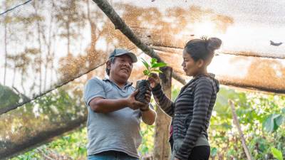 Con investigación y conocimiento se busca solucionar la crisis cafetalera Con investigación y conocimiento se busca solucionar la crisis cafetalera