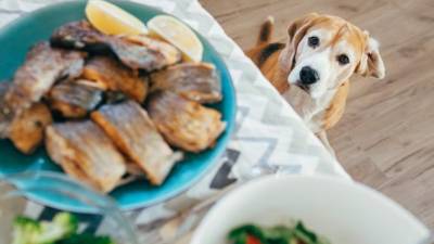 Conoce la importancia del pescado en la alimentación de tu mascota Conoce la importancia del pescado en la alimentación de tu mascota