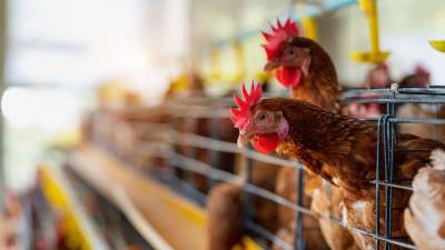 1.5 millones de libras de carne de pollo se exportaron desde Ecuador en el 2023