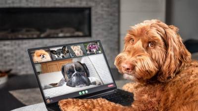 El Perr&oacute;fono: Comunicaci&oacute;n digital con tu mascota