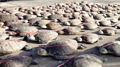 En China rescatan a tortugas introducidas ilegalmente para ser cocinadas En China rescatan a tortugas introducidas ilegalmente para ser cocinadas