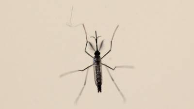 Sube a 89 el número de afectados por el virus del Zika Sube a 89 el número de afectados por el virus del Zika