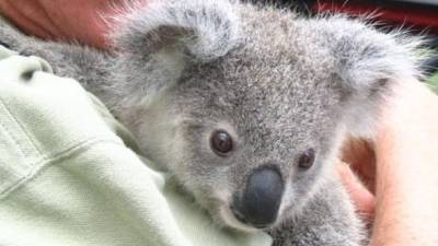 Matan a centenares de koalas en Australia que pasaban hambre