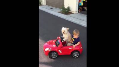 La perrita que conduce el carro de juguete de su due&ntilde;o