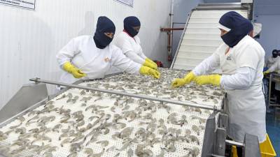 Camarón ecuatoriano sumó más $5.000 millones en exportaciones en el 2021 Camarón ecuatoriano sumó más $5.000 millones en exportaciones en el 2021