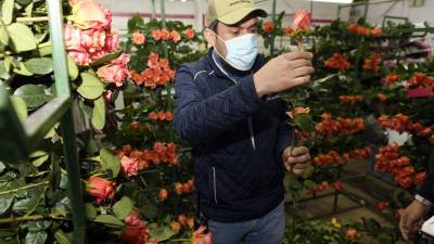 Cotopaxi, la provincia que florece a las nuevas exigencias de los mercados Cotopaxi, la provincia que florece a las nuevas exigencias de los mercados