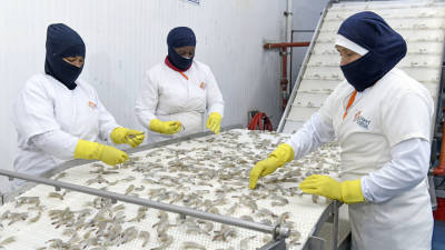 Las inversiones no se detienen en la industria camaronera ecuatoriana Las inversiones no se detienen en la industria camaronera ecuatoriana
