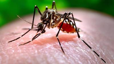 Nuevo anticuerpo hace avanzar la lucha contra el dengue Nuevo anticuerpo hace avanzar la lucha contra el dengue