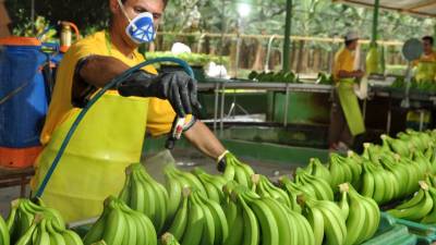 Ecuador apunta hacia un Clúster bananero sostenible Ecuador apunta hacia un Clúster bananero sostenible