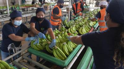 &iquest;Por qu&eacute; la mayor&iacute;a de droga sale del Ecuador en cajas de banano? Exportadores luchan contra la 'contaminaci&oacute;n'