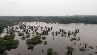 Cambio climático y deforestación amenazan al Cuyabeno, el humedal mejor conservado del Ecuador Cambio climático y deforestación amenazan al Cuyabeno, el humedal mejor conservado del Ecuador