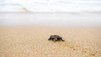 Ecuador declarará reserva marina a las ocho primeras millas de toda su costa Ecuador declarará reserva marina a las ocho primeras millas de toda su costa
