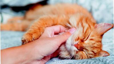 ¿Por qué ronronean los gatos? No siempre es por felicidad ¿Por qué ronronean los gatos? No siempre es por felicidad