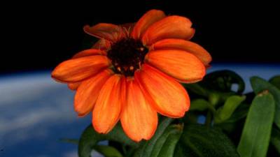 NASA logra cultivar la primera flor en el espacio NASA logra cultivar la primera flor en el espacio