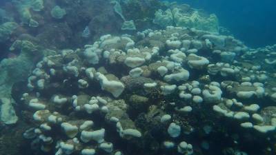 El episodio masivo de blanqueamiento de los corales empeora en todo el mundo El episodio masivo de blanqueamiento de los corales empeora en todo el mundo