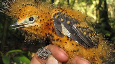 Un polluelo de la Amazon&iacute;a sobrevive &amp;quot;camufl&aacute;ndose&amp;quot; como una oruga venenosa