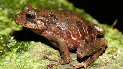 Descubren una nueva especie de rana en Ecuador bautizada con nombre de conservacionista de EE.UU. en el Llangantes Descubren una nueva especie de rana en Ecuador bautizada con nombre de conservacionista de EE.UU. en el Llangantes
