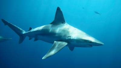 Un nuevo software para proteger a tiburones en peligro de extinción Un nuevo software para proteger a tiburones en peligro de extinción