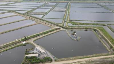 110.000 hectáreas camaroneras están en riesgo por El Niño 110.000 hectáreas camaroneras están en riesgo por El Niño