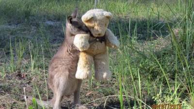 Un ualabí huérfano encuentra consuelo en un oso de peluche Un ualabí huérfano encuentra consuelo en un oso de peluche