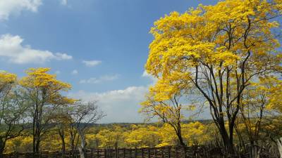 Zapotillo se viste "de oro" con primeras lluvias de invierno Zapotillo se viste "de oro" con primeras lluvias de invierno