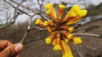 Colimes inicia la temporada de florecimiento de guayacanes Colimes inicia la temporada de florecimiento de guayacanes