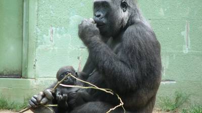 Endogamia de los gorilas suprime genes perjudiciales para su especie