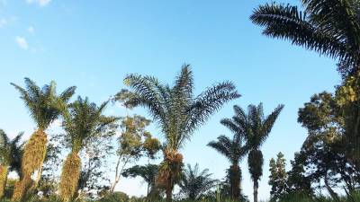 La tagua: el marfil vegetal que Ecuador podr&iacute;a perder