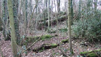 Manejo forestal, clave para enfrentar el cambio clim&aacute;tico