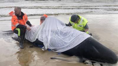 380 ballenas mueren varadas en Australia ¿qué hipótesis manejan los científicos? 380 ballenas mueren varadas en Australia ¿qué hipótesis manejan los científicos?